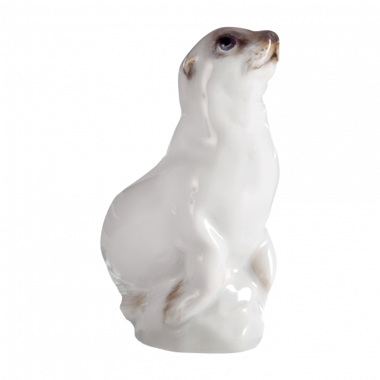 YOUNG ANIMALS YOUNG SEA DOG