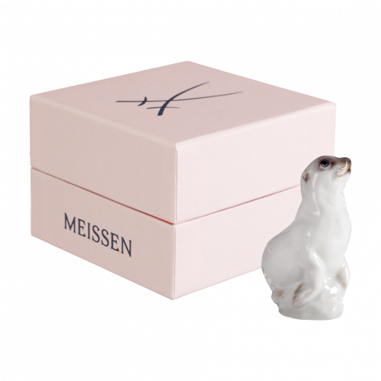 YOUNG ANIMALS YOUNG SEA DOG