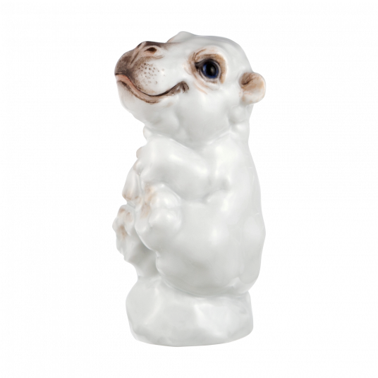 YOUNG ANIMALS HIPPOPOTAMUS BABY